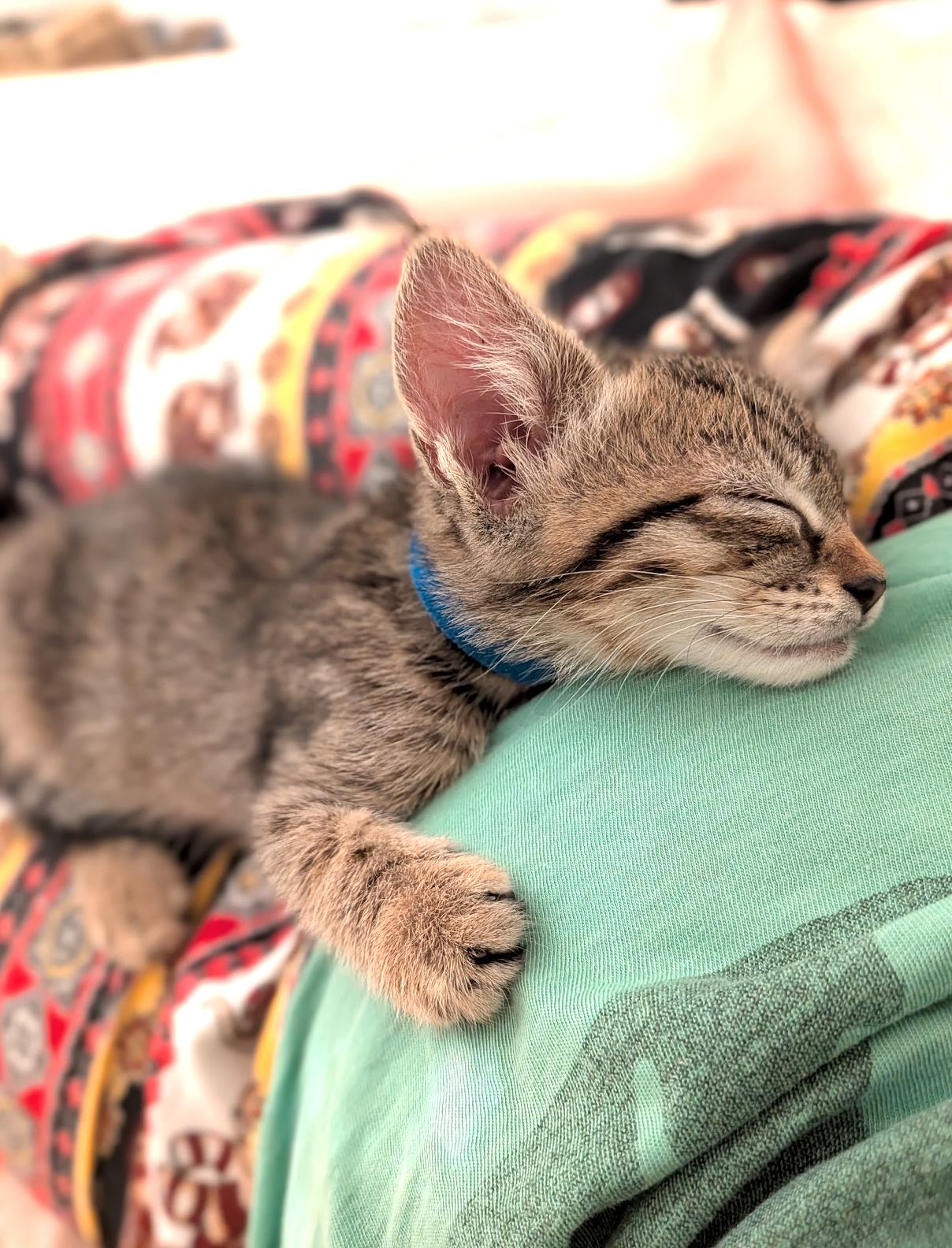 Tiny, a ADOPTABLE Domestic Short Hair in Diamond Bar, CA image 2/4