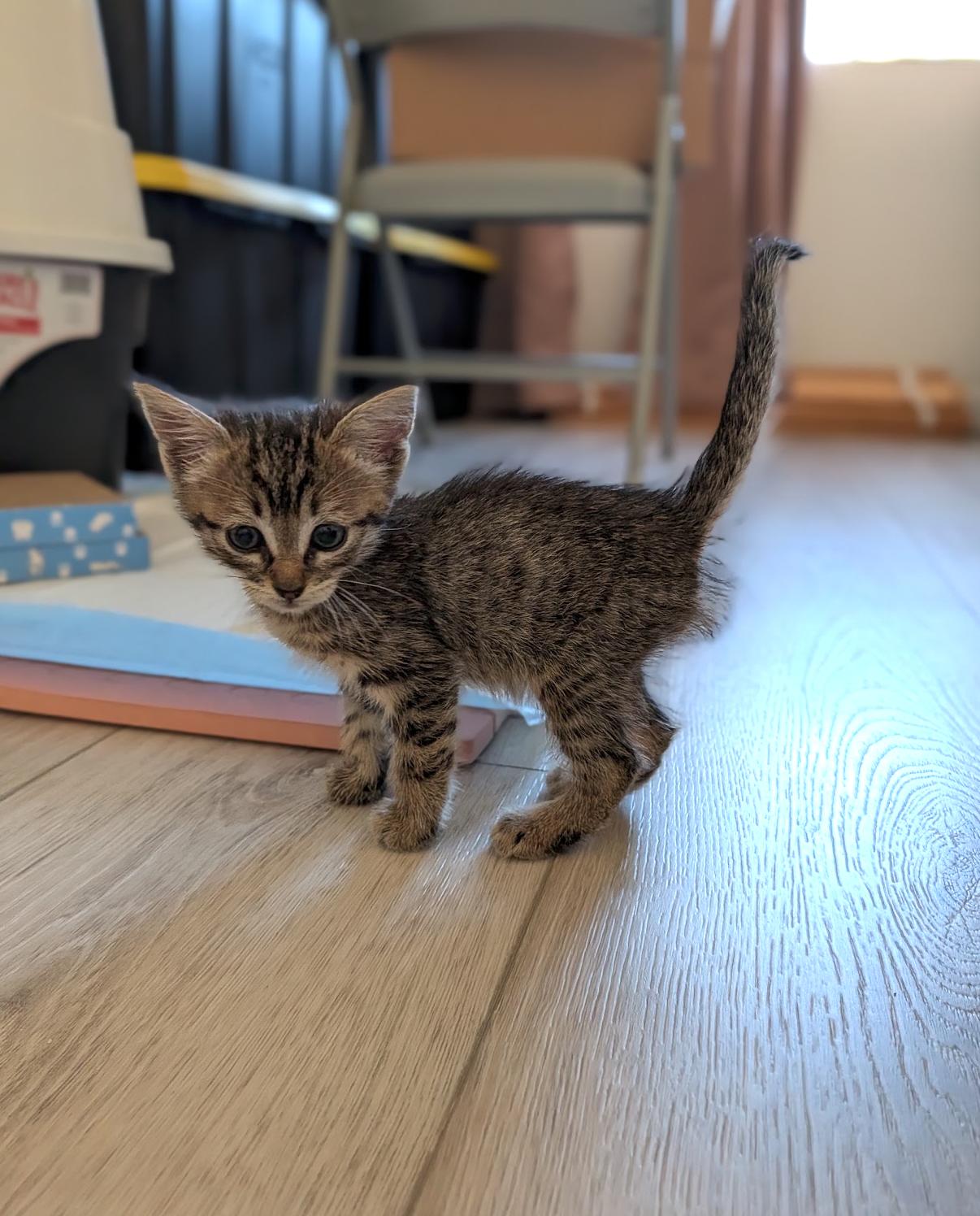 Tiny, a ADOPTABLE Domestic Short Hair in Diamond Bar, CA image 4/4