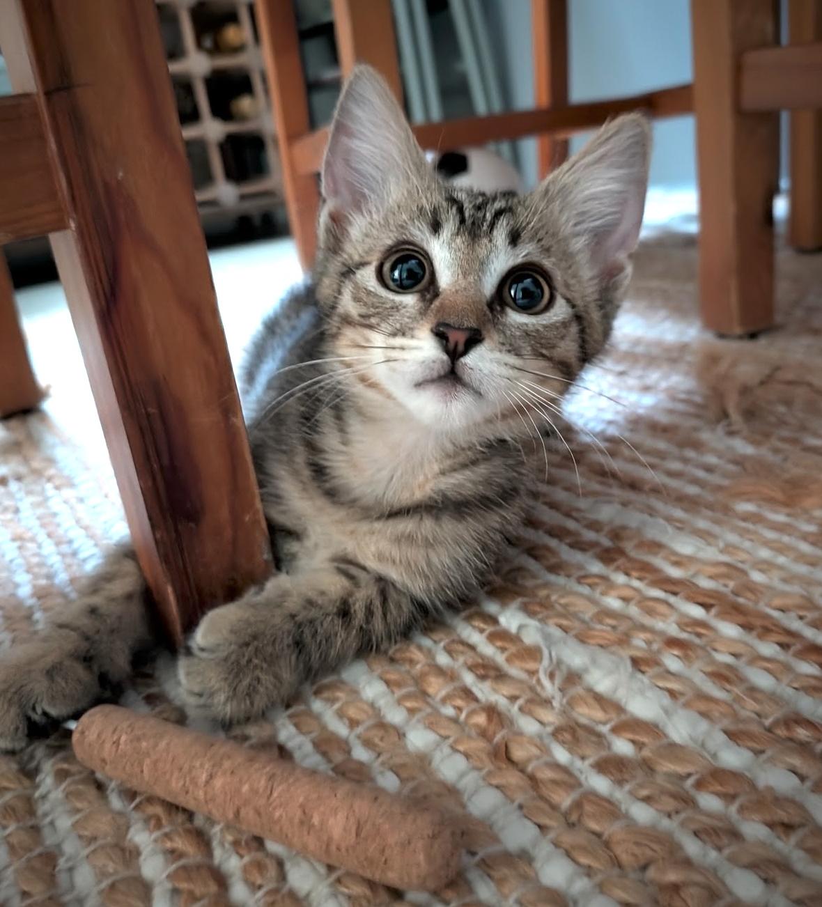 Tiny, ADOPTABLE, Kitten Male Domestic Short Hair.