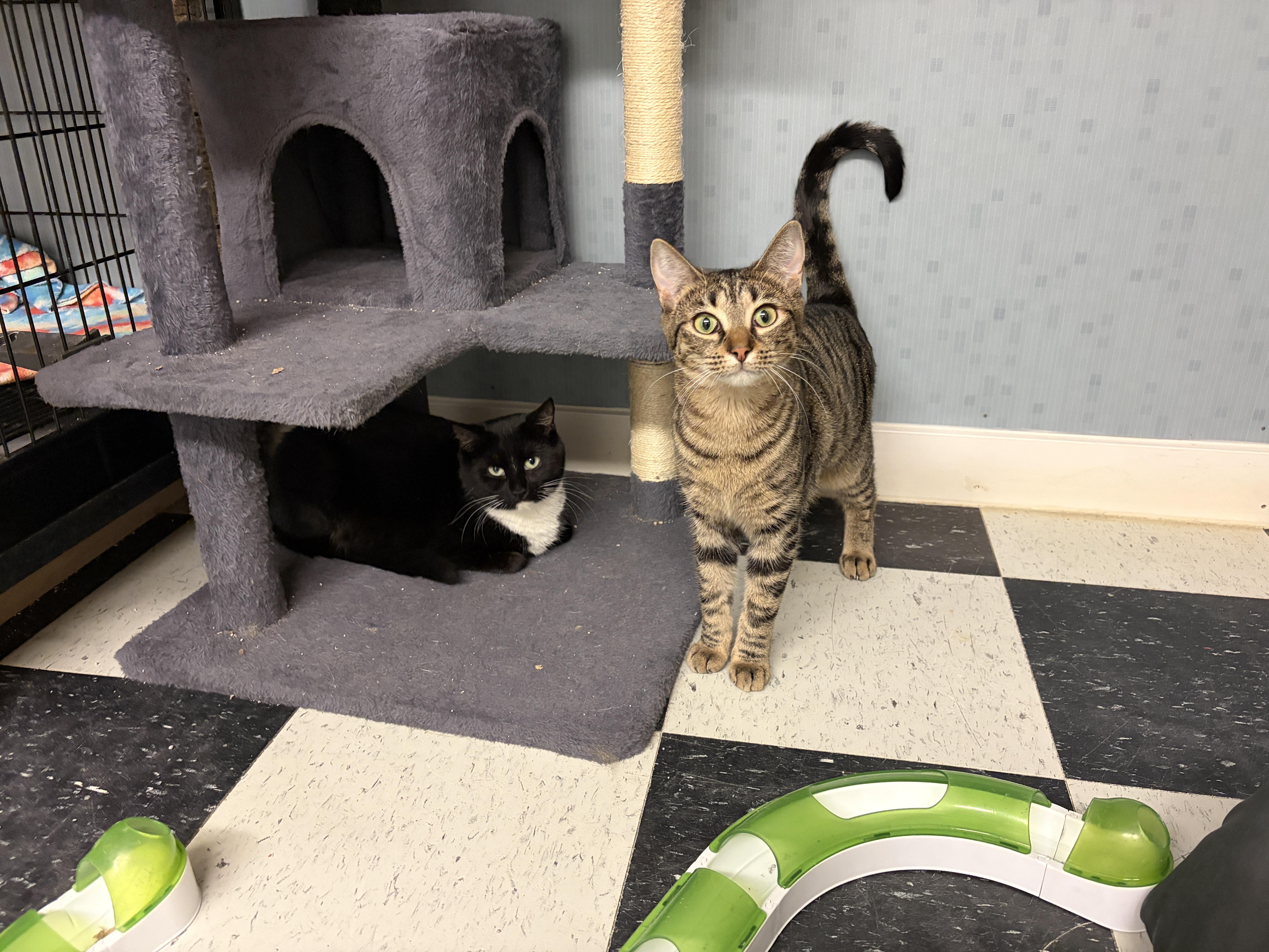 Enlarge Cougar, a ADOPTABLE Domestic Short Hair in Perry, GA image 2/4