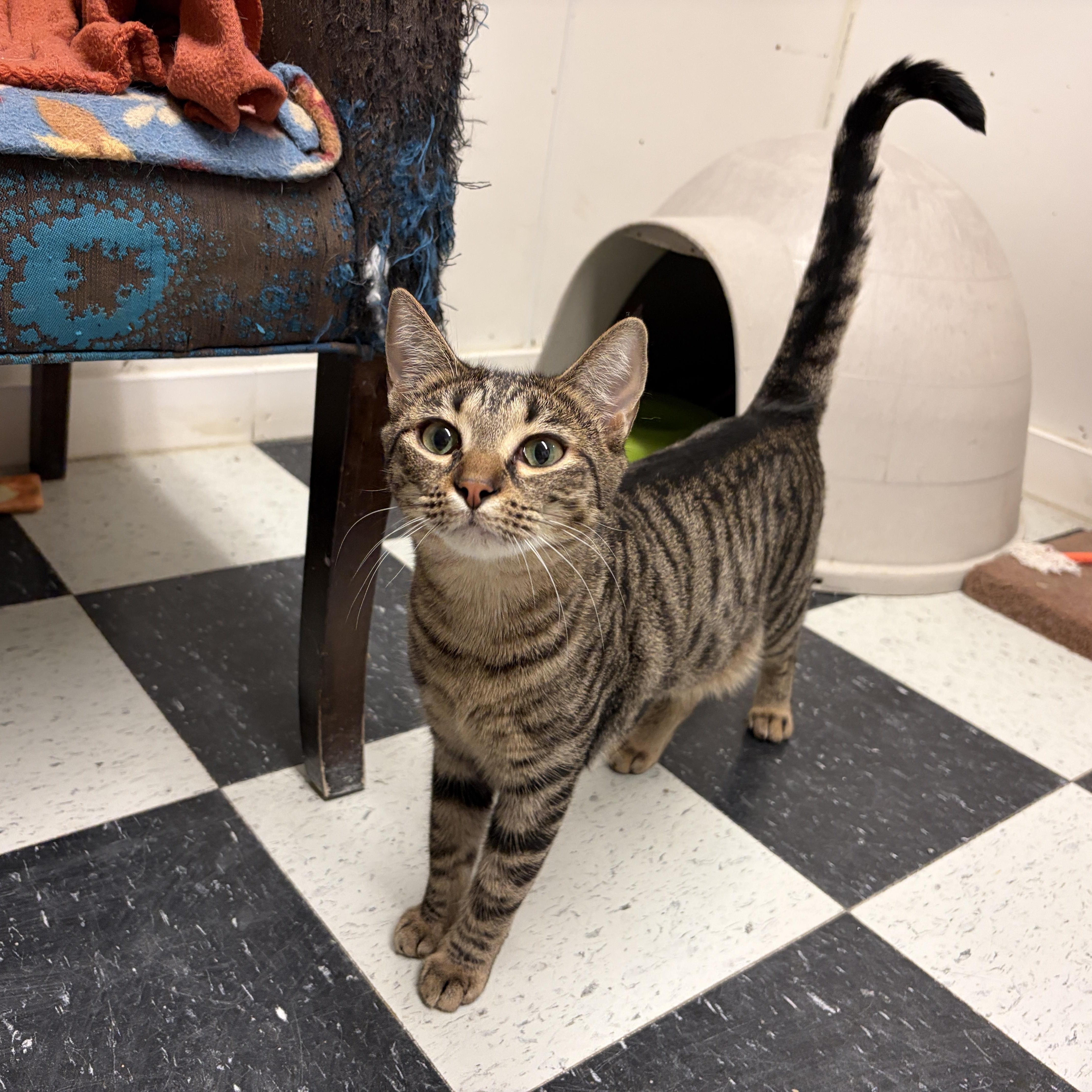 Enlarge Cougar, a ADOPTABLE Domestic Short Hair in Perry, GA image 3/4
