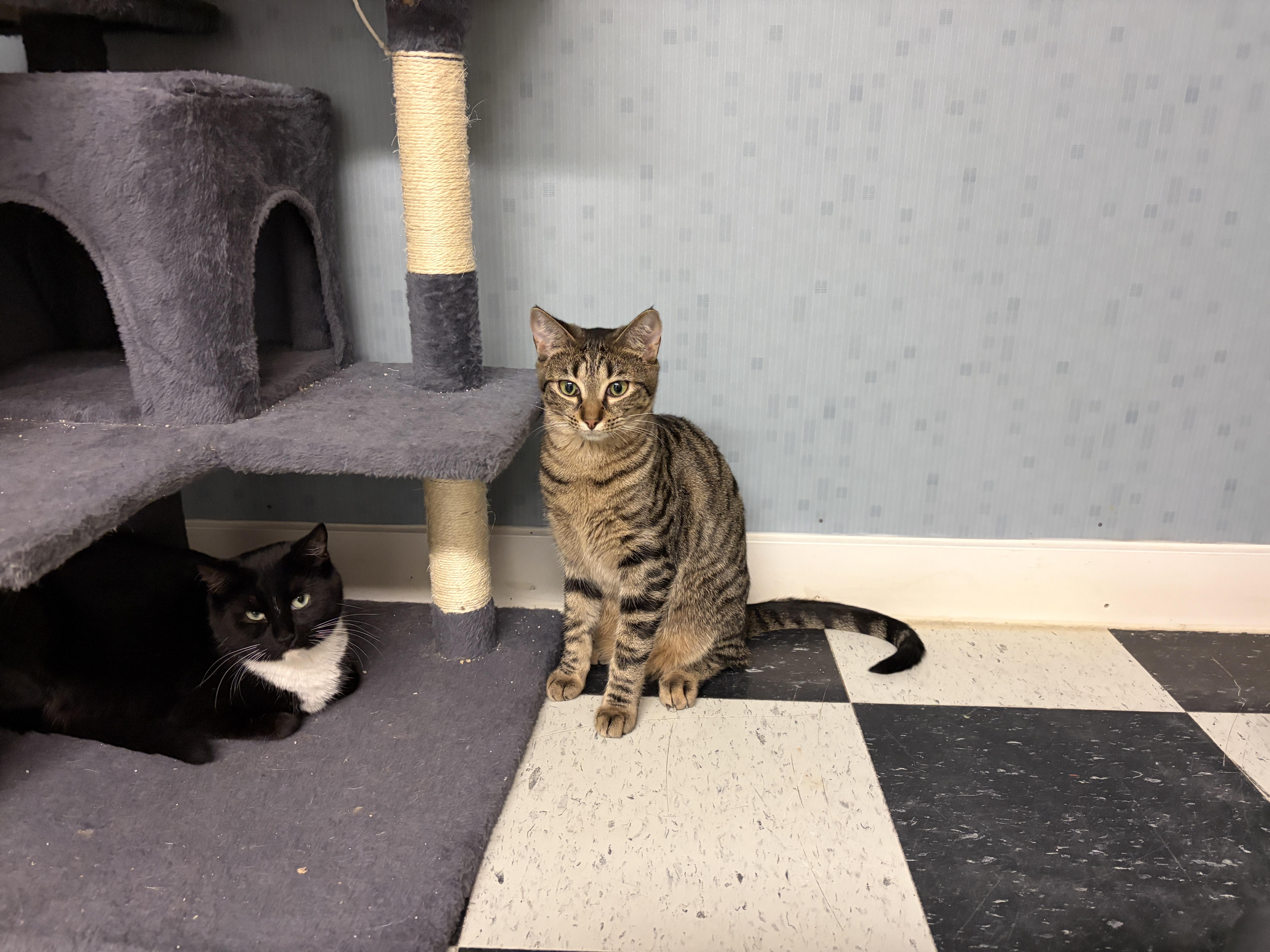 Enlarge Cougar, a ADOPTABLE Domestic Short Hair in Perry, GA image 4/4
