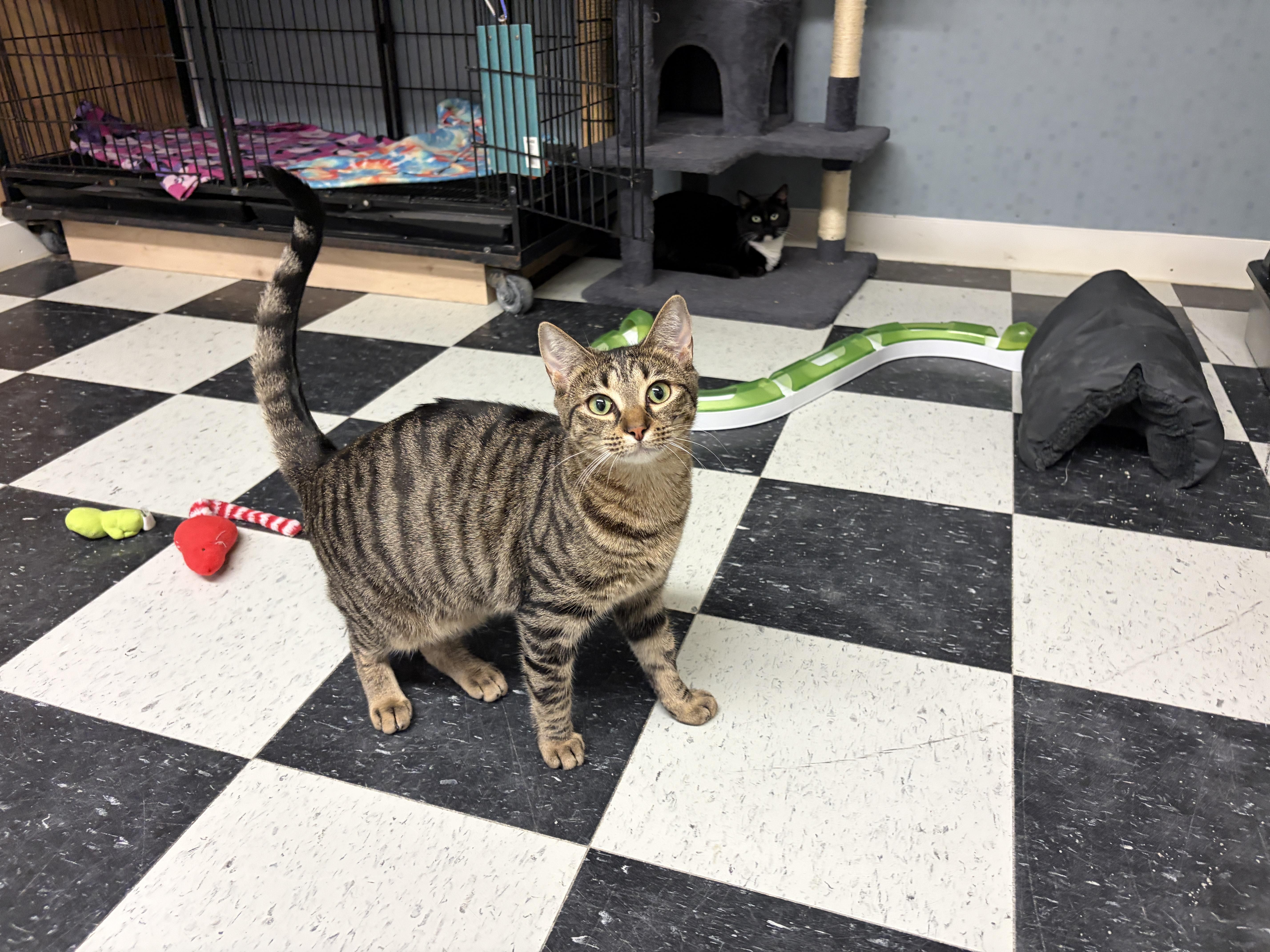 Cougar, ADOPTABLE, Kitten Male Domestic Short Hair.