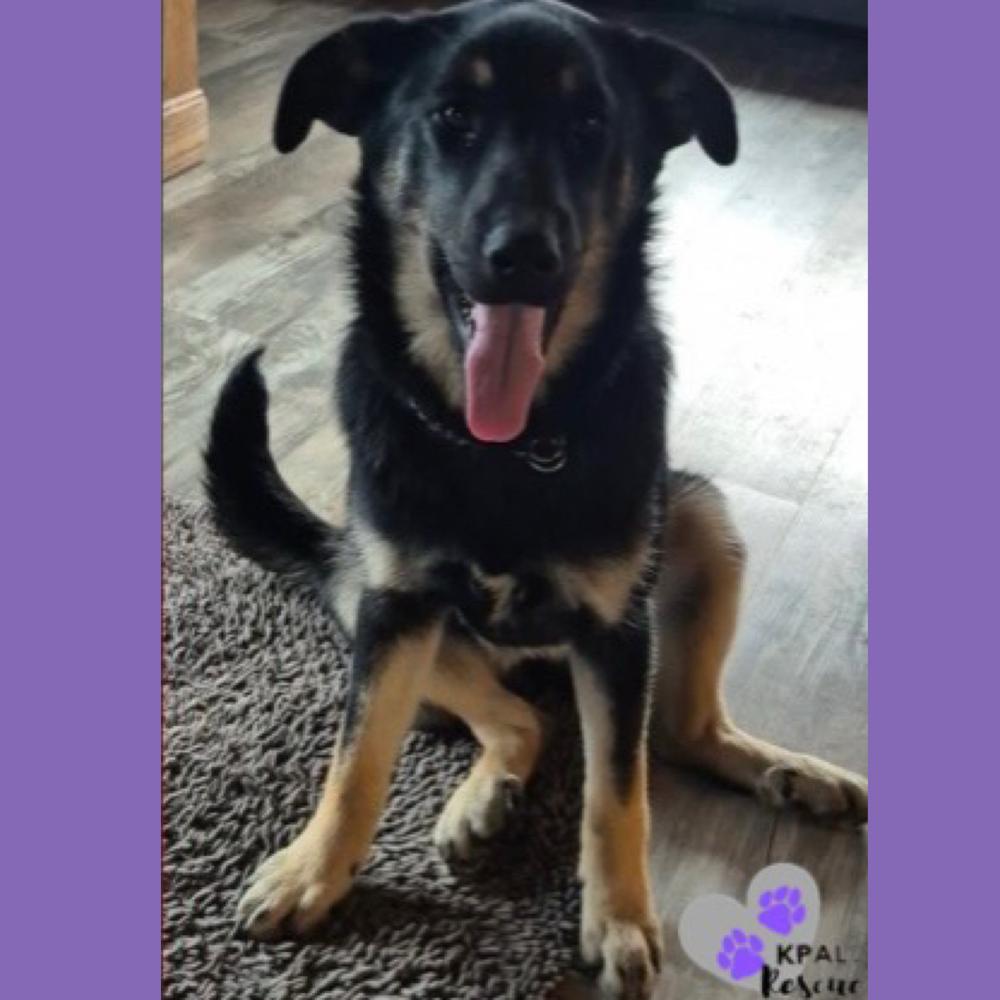 Enlarge Snow Angel - Fun in the Snow Litter, a Adoptable mixed breed in Kenai, AK image 1/6