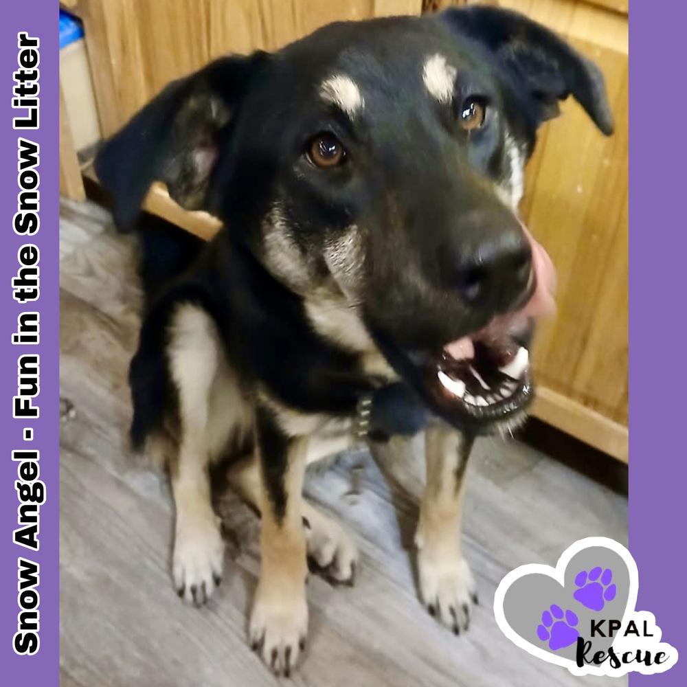 Enlarge Snow Angel - Fun in the Snow Litter, a Adoptable mixed breed in Kenai, AK image 2/6