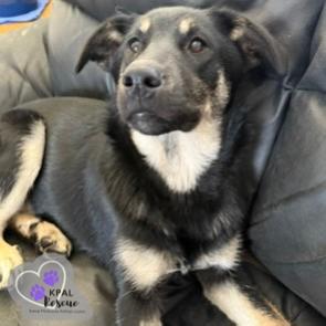 Enlarge Snow Angel - Fun in the Snow Litter, a Adoptable mixed breed in Kenai, AK image 3/6
