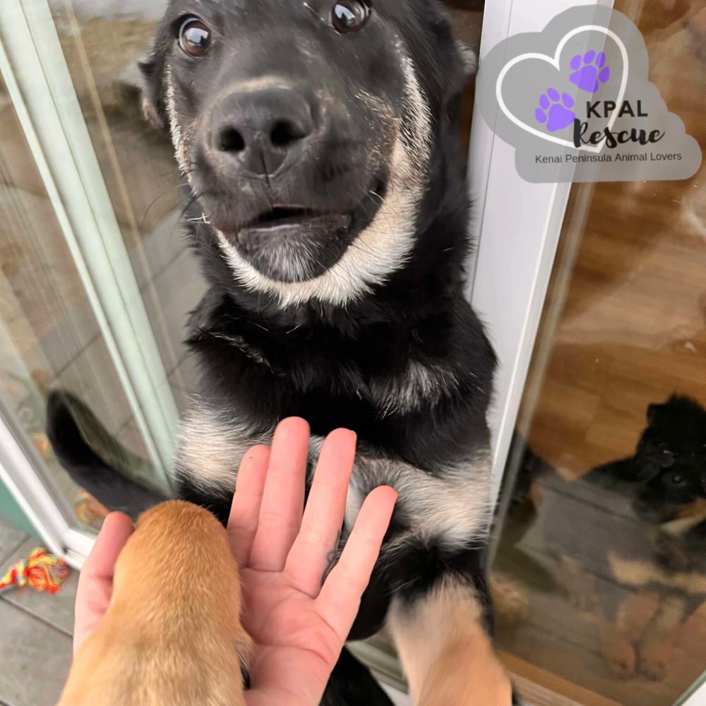 Enlarge Snow Angel - Fun in the Snow Litter, a Adoptable mixed breed in Kenai, AK image 4/6