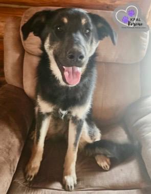 Enlarge Snow Angel - Fun in the Snow Litter, a Adoptable mixed breed in Kenai, AK image 5/6