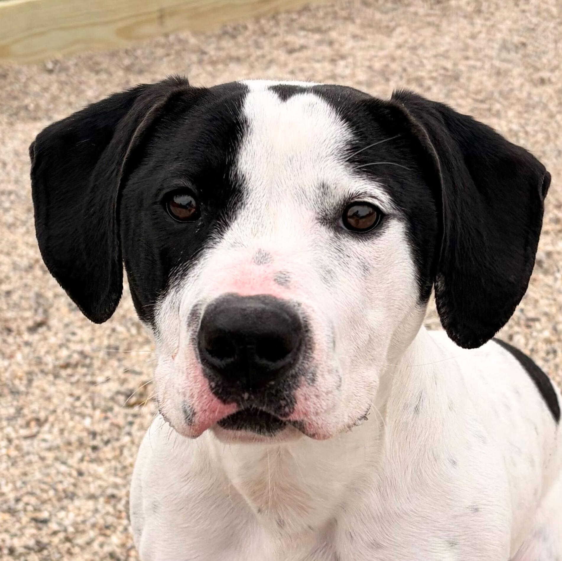 Tango - Name Your Own Adoption Fee!, a Adoptable mixed breed in Jefferson, WI image 1/2