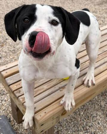 Tango - Name Your Own Adoption Fee!, a Adoptable mixed breed in Jefferson, WI image 2/2