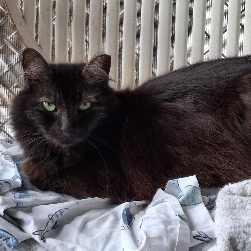 Enlarge Jewel, a Adoptable Domestic Medium Hair in Titusville, FL image 1/3