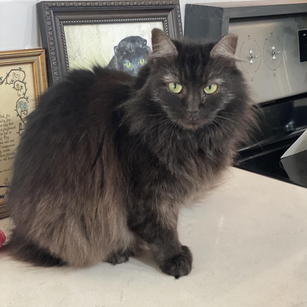 Enlarge Jewel, a Adoptable Domestic Medium Hair in Titusville, FL image 3/4