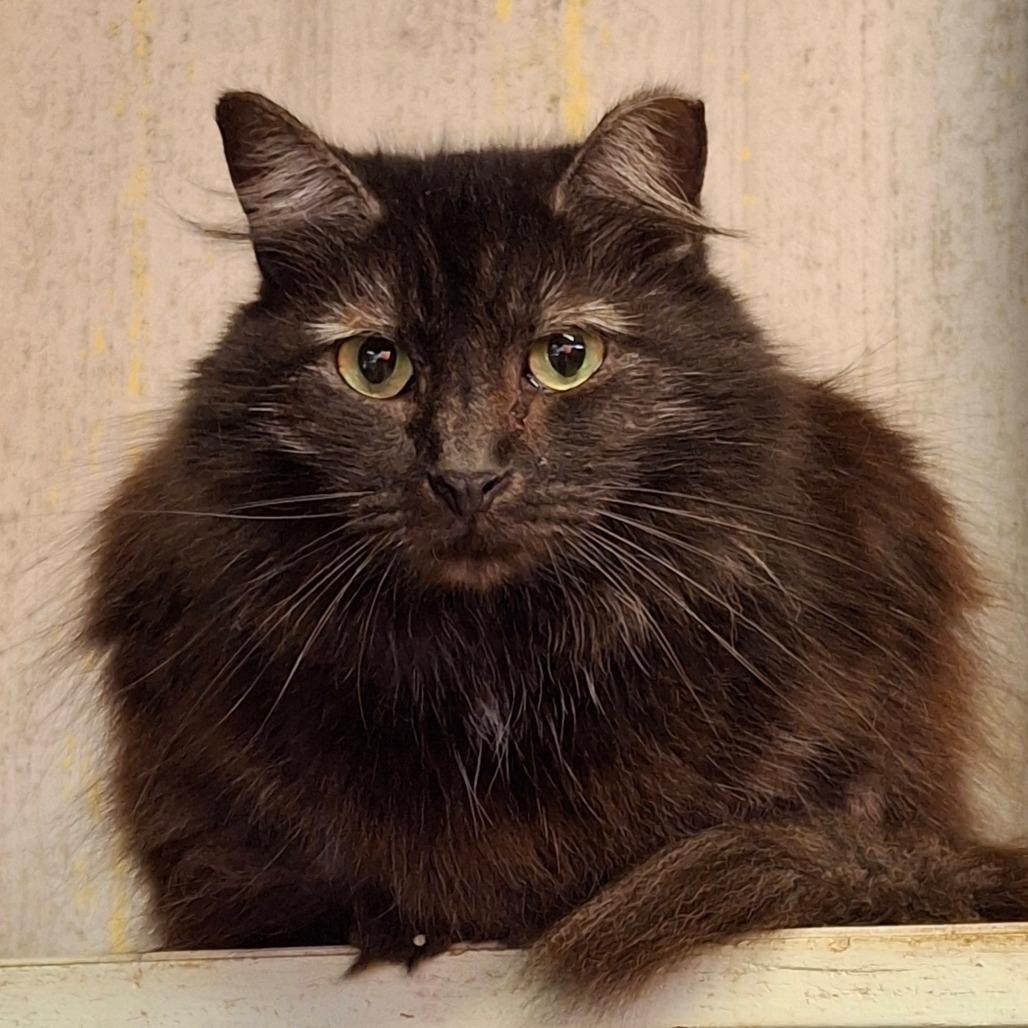 Enlarge Jewel, a Adoptable Domestic Medium Hair in Titusville, FL image 3/3