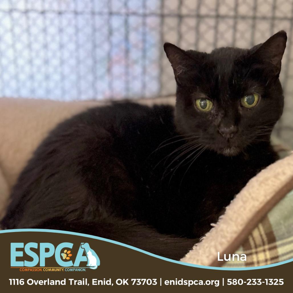 Luna, Adoptable, Adult Female Domestic Short Hair.