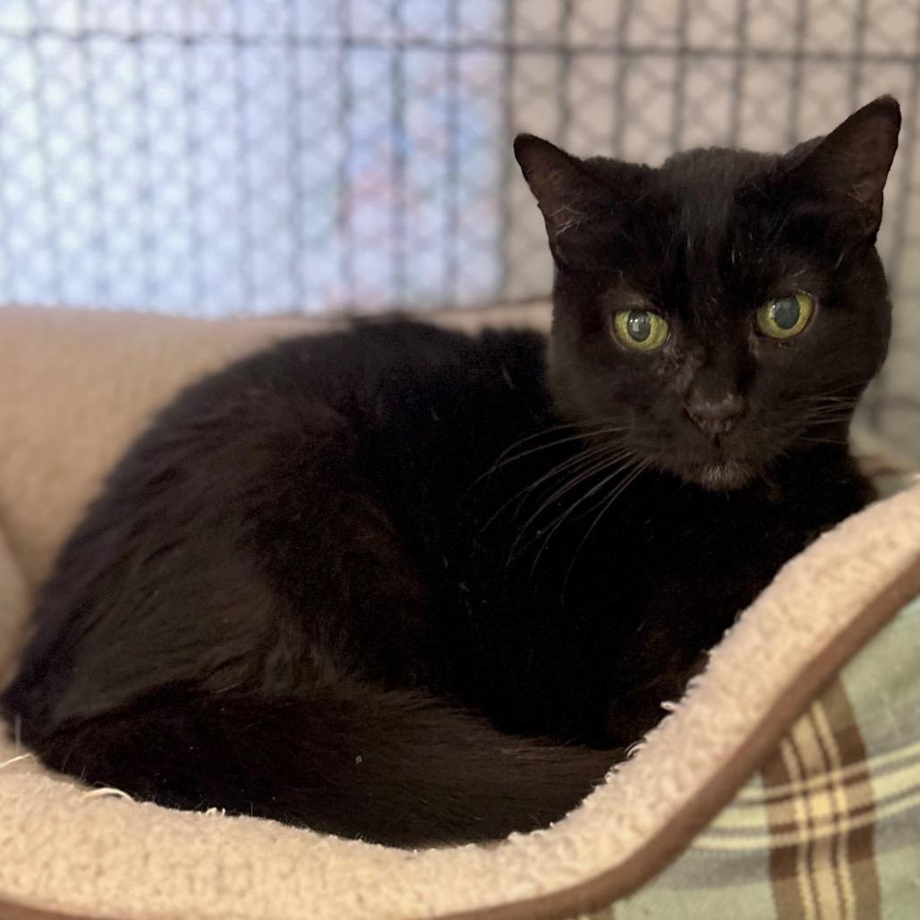 Luna, Adoptable, Adult Female Domestic Short Hair.