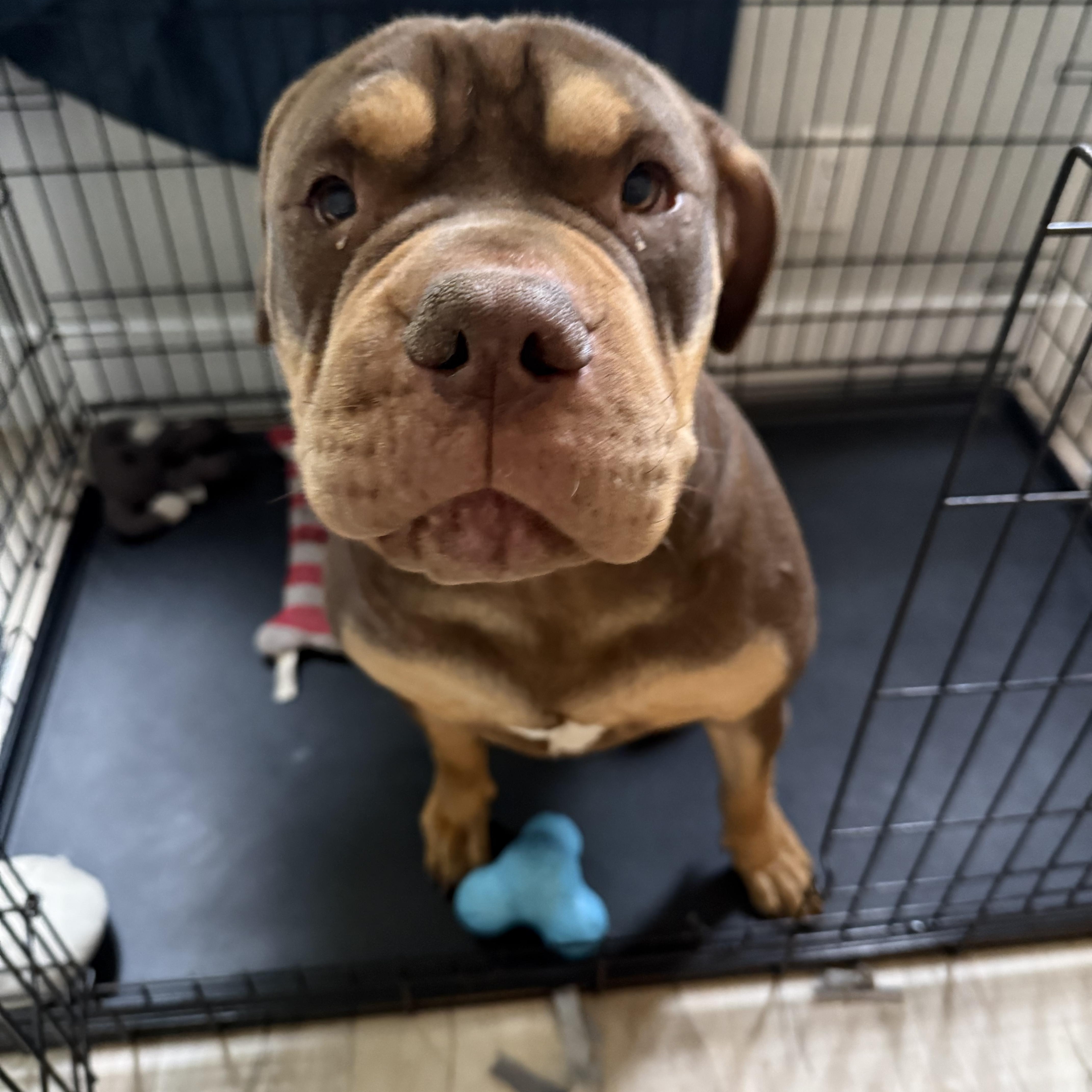 Enlarge WASABI-WONTON, a Adoptable mixed breed in Fort Lauderdale , FL image 3/6