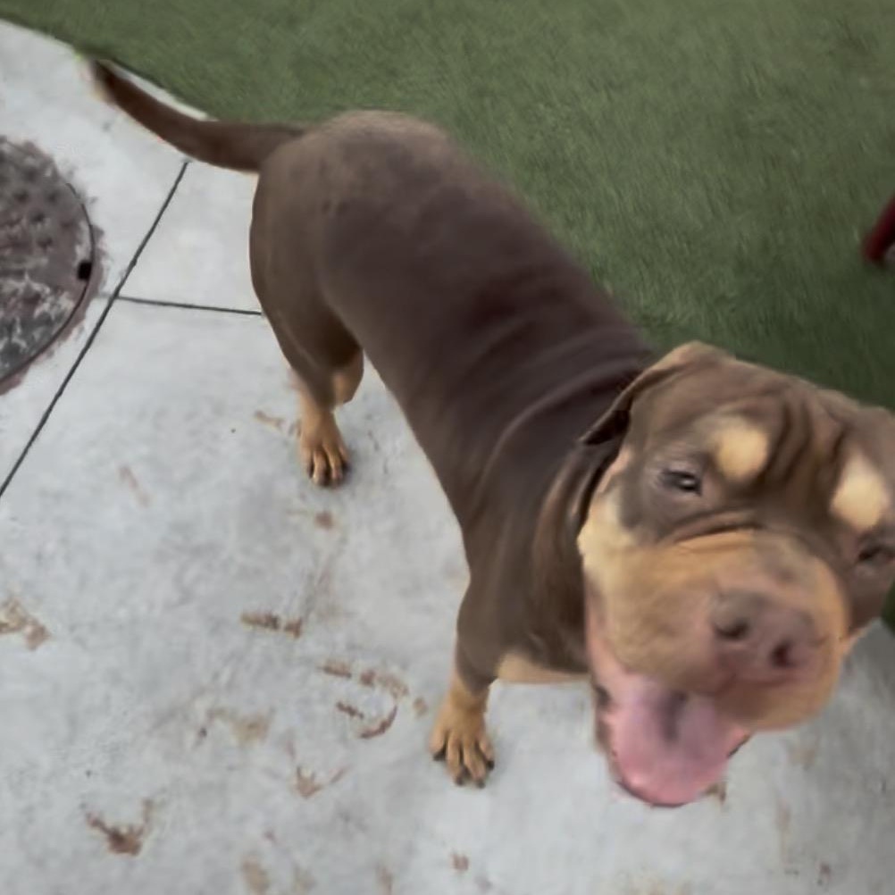 Enlarge WASABI-WONTON, a Adoptable mixed breed in Fort Lauderdale , FL image 5/6