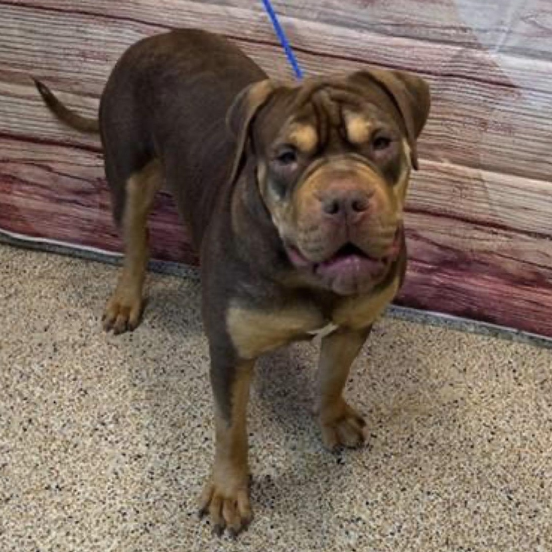 Enlarge WASABI-WONTON, a Adoptable mixed breed in Fort Lauderdale , FL image 4/6