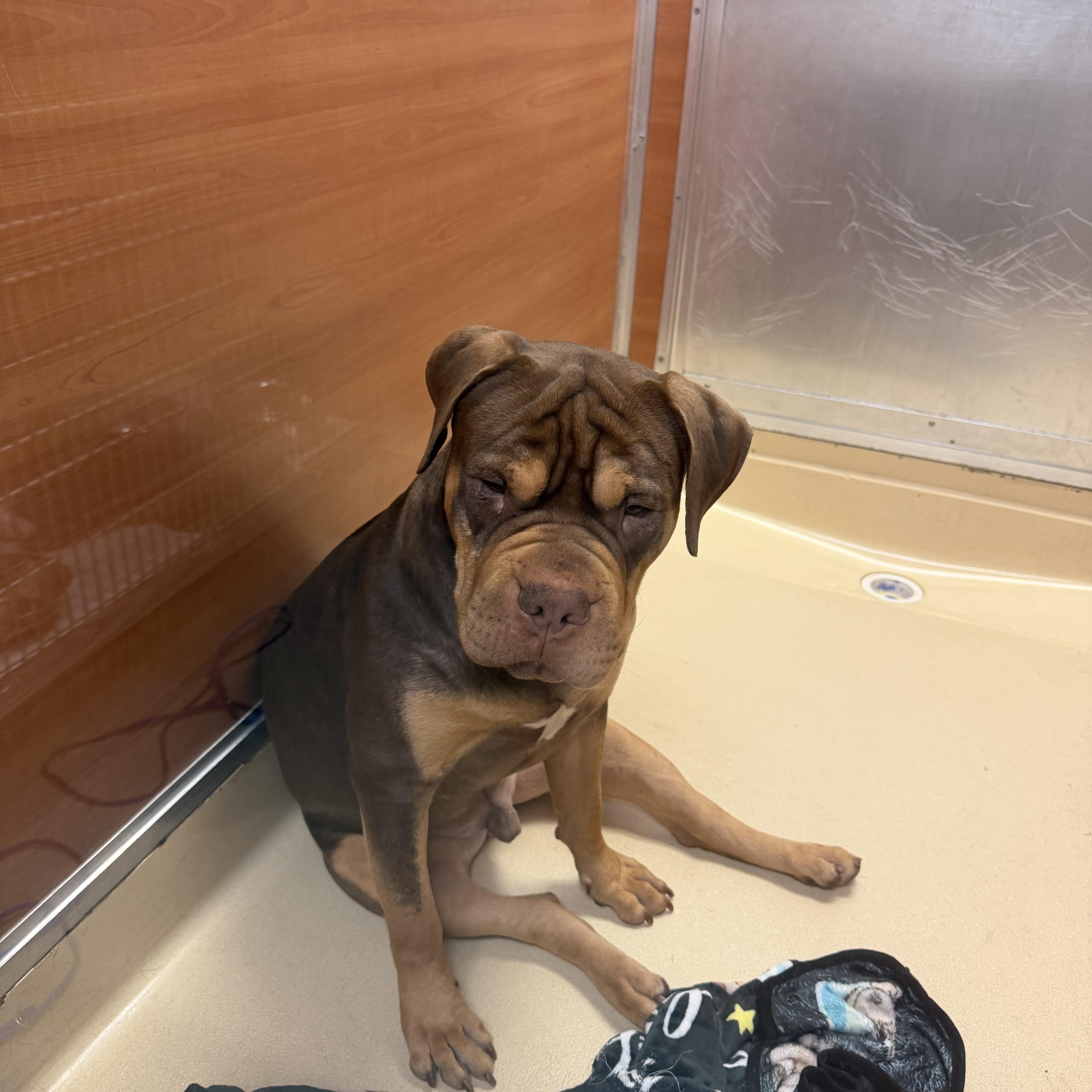 WASABI-WONTON, Adoptable, Puppy Male Shar-Pei & Rottweiler.