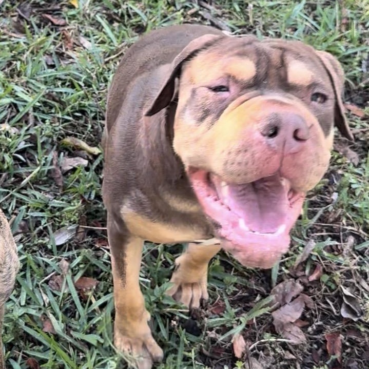 Enlarge WASABI-WONTON, a Adoptable mixed breed in Fort Lauderdale , FL image 6/6