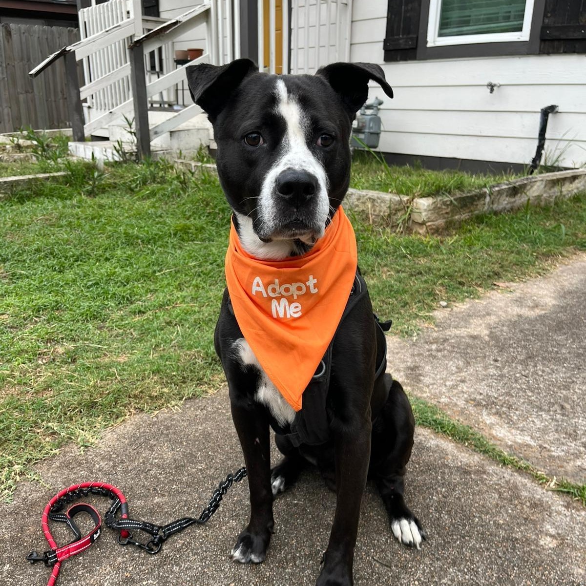 Sunny, a Adoptable mixed breed in Houston, TX image 2/6