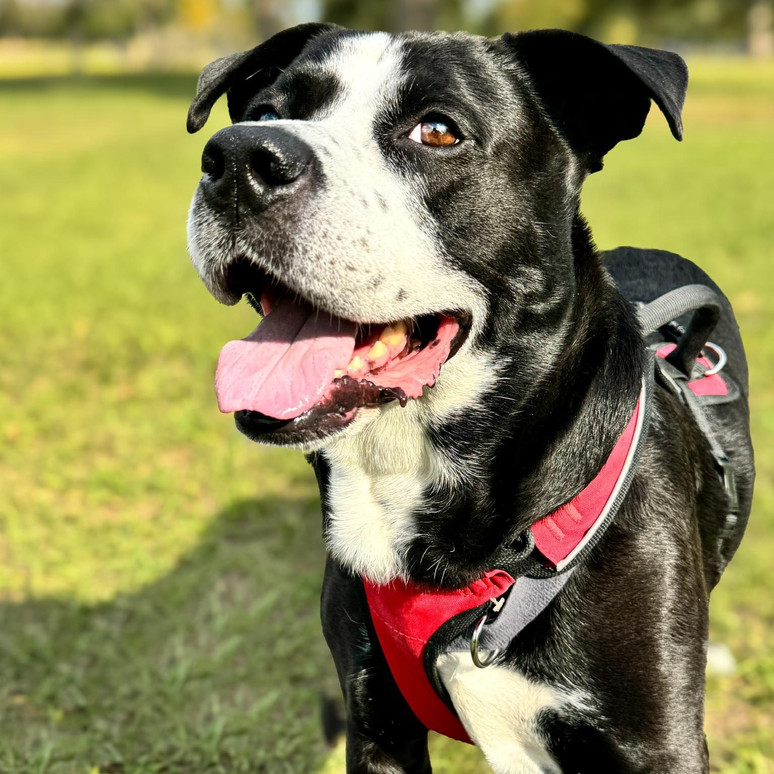 Sunny, a Adoptable mixed breed in Houston, TX image 1/6