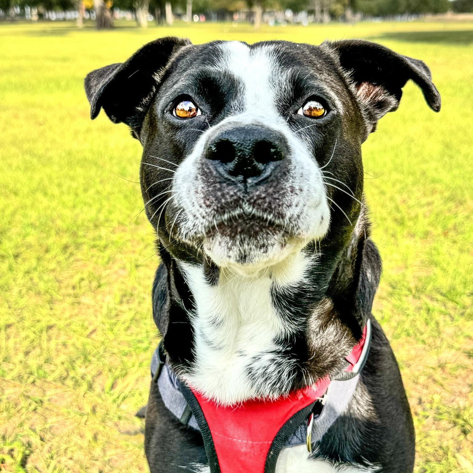 Sunny, a Adoptable mixed breed in Houston, TX image 3/6