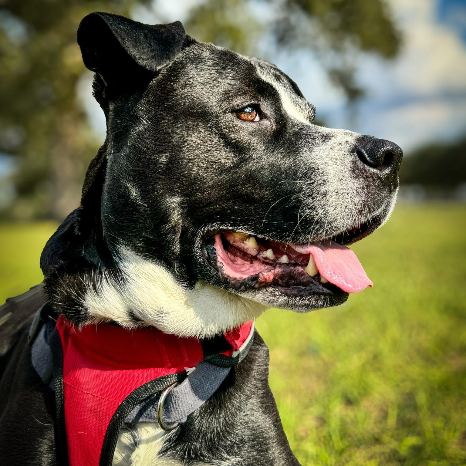 Sunny, a Adoptable mixed breed in Houston, TX image 4/6