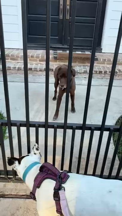 Enlarge Sunny, a Adoptable mixed breed in Houston, TX video 6/6