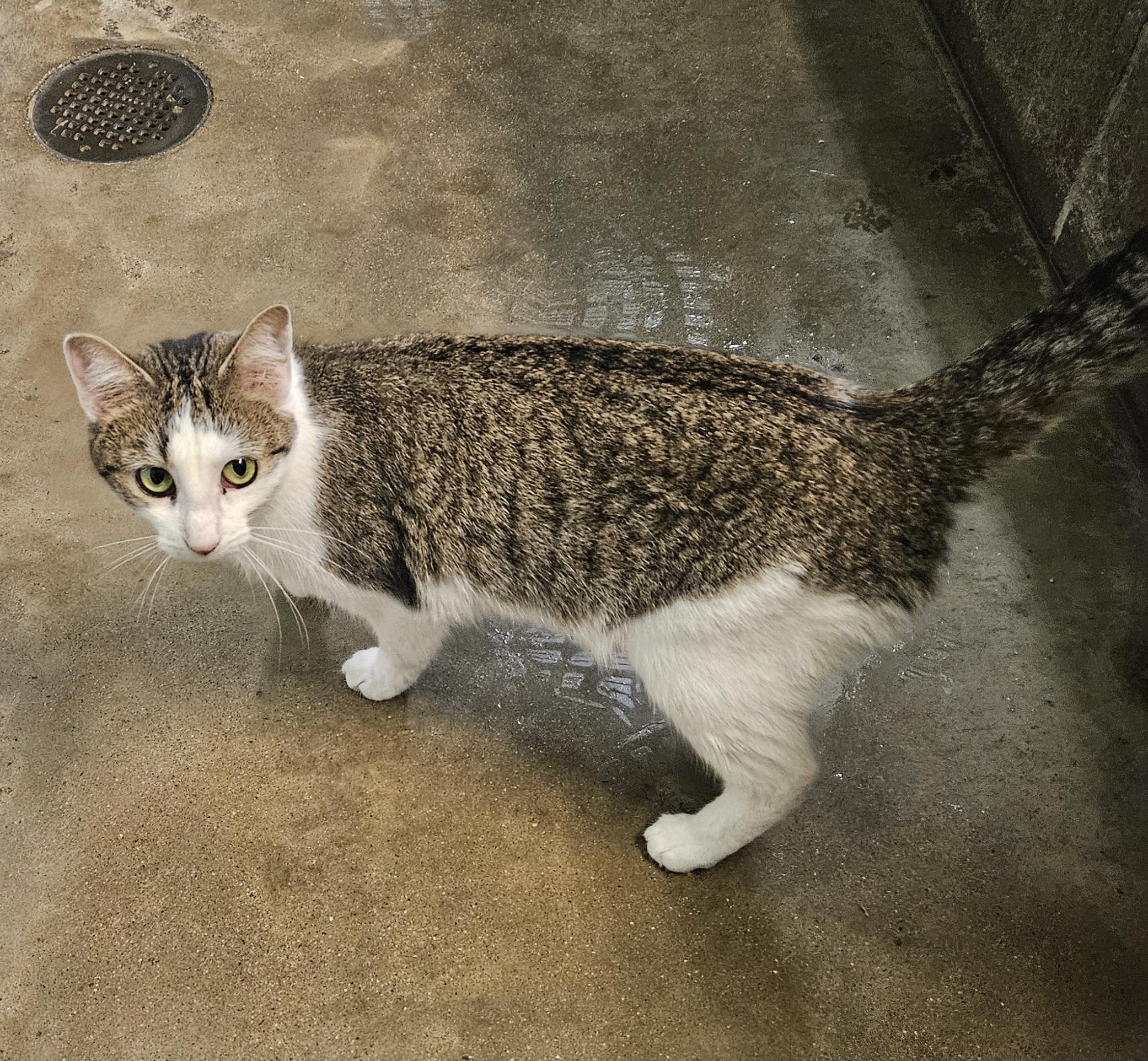 Enlarge Mini, a ADOPTABLE Domestic Short Hair in Petersburg, IN image 1/1