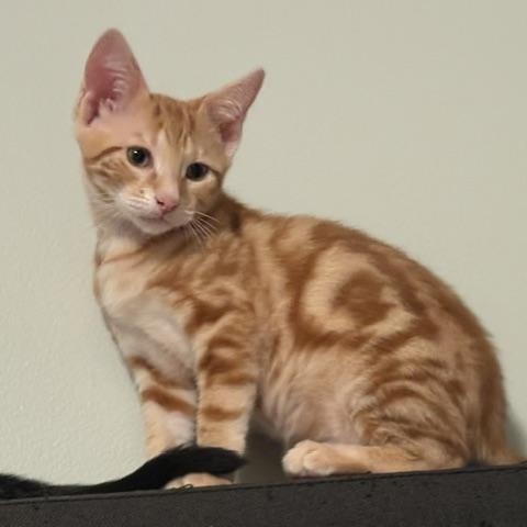 Elijah, Adopted, Kitten Male Domestic Short Hair.