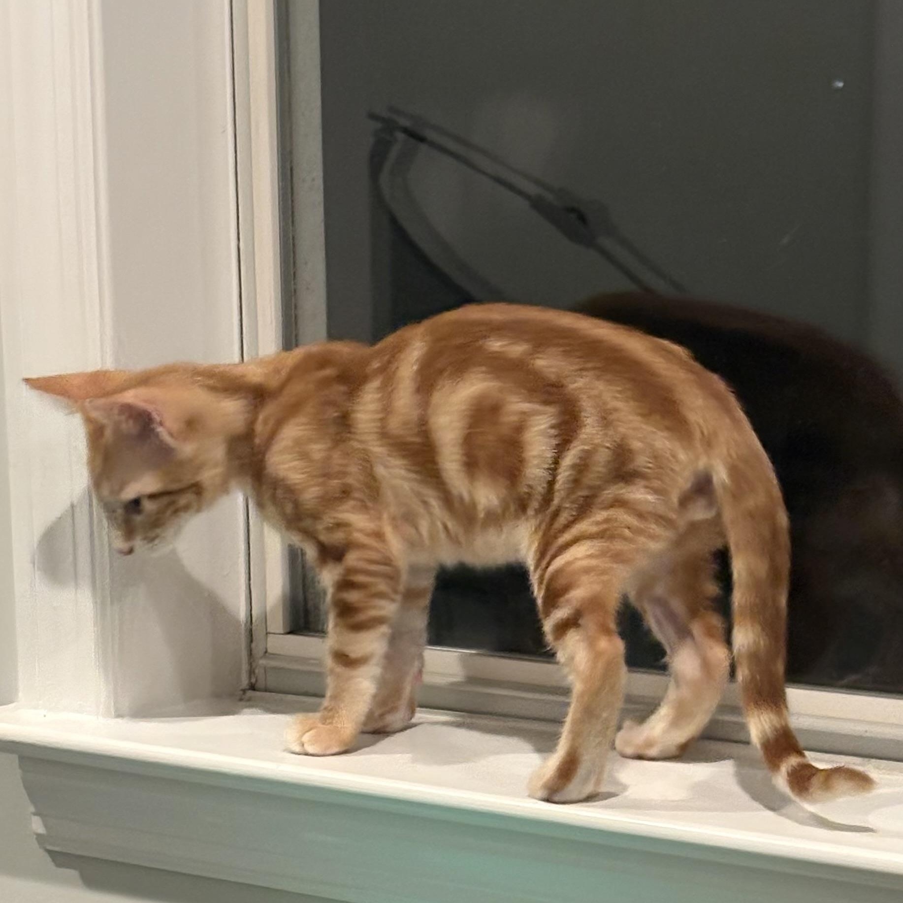 Enlarge Elijah, a Adopted Domestic Short Hair in Beaufort, SC image 5/6