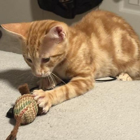 Enlarge Elijah, a Adopted Domestic Short Hair in Beaufort, SC image 3/6