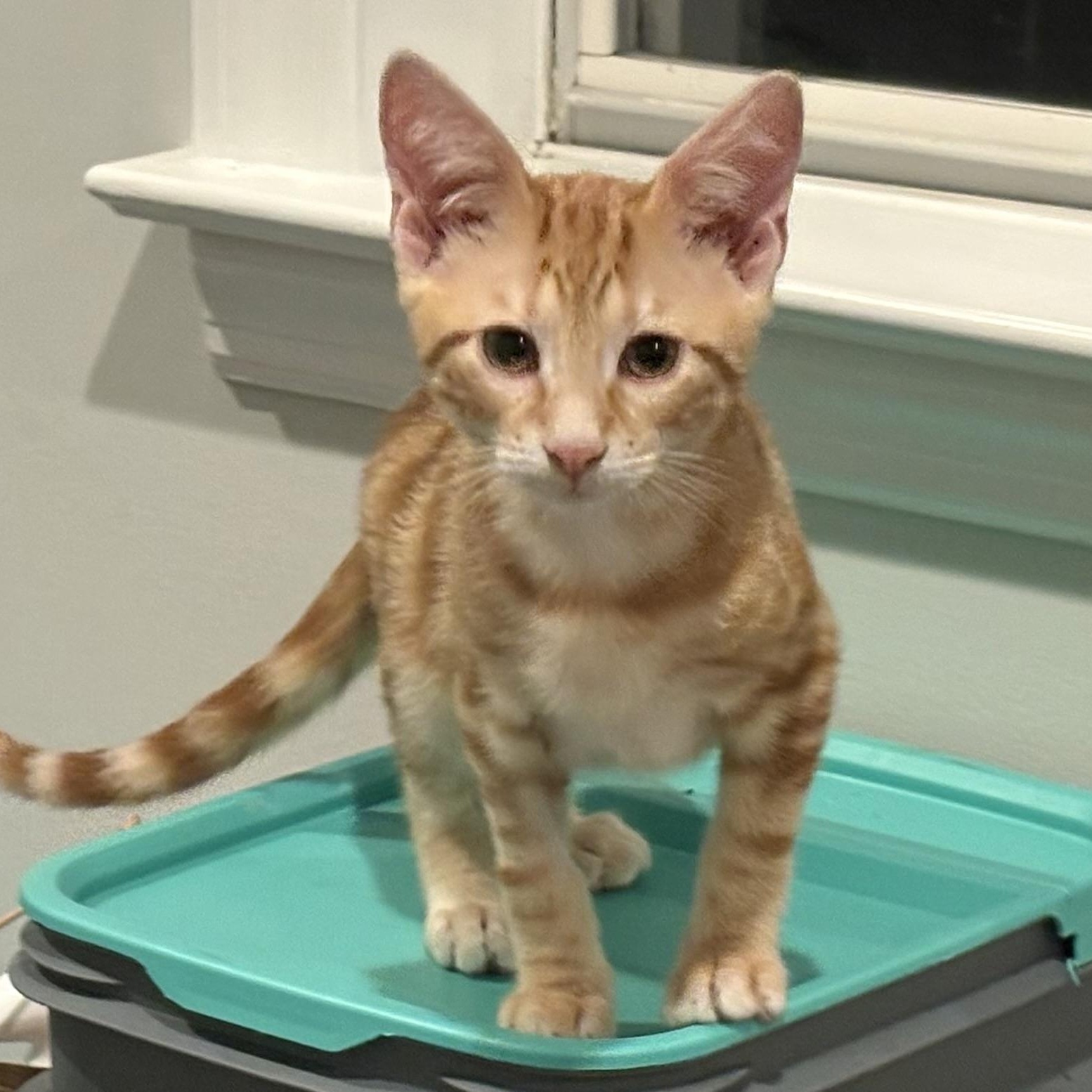 Enlarge Elijah, a Adopted Domestic Short Hair in Beaufort, SC image 2/6