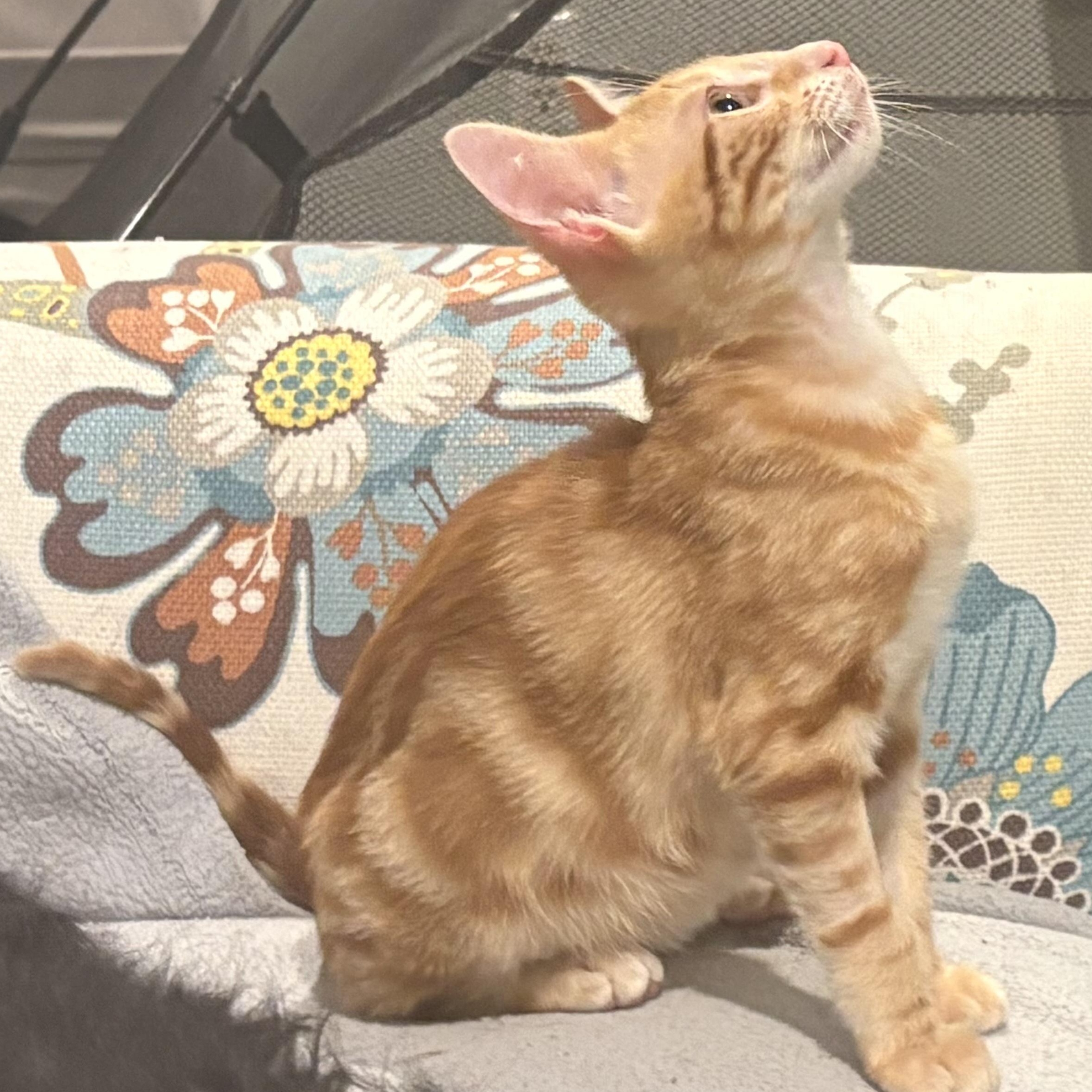 Enlarge Elijah, a Adopted Domestic Short Hair in Beaufort, SC image 4/6