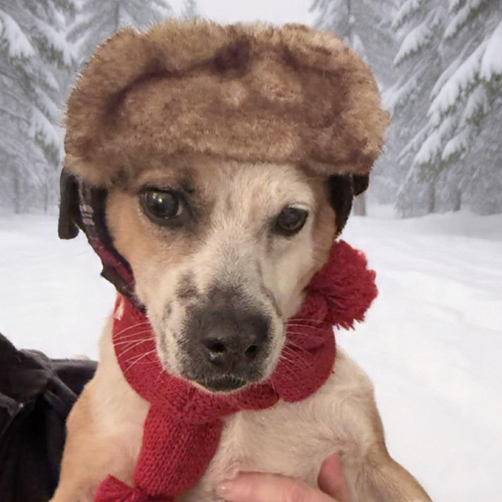 Spiral, a Adoptable mixed breed in Staten Island, NY image 2/6