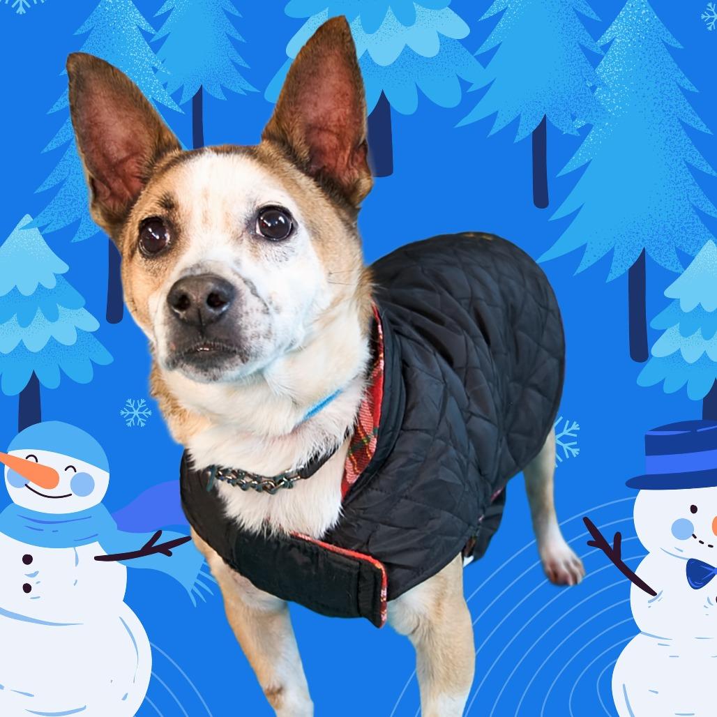 Spiral, a Adoptable mixed breed in Staten Island, NY image 3/6