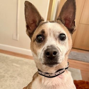 Spiral, a Adoptable mixed breed in Staten Island, NY image 4/6