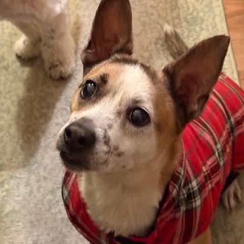 Spiral, a Adoptable mixed breed in Staten Island, NY image 5/6