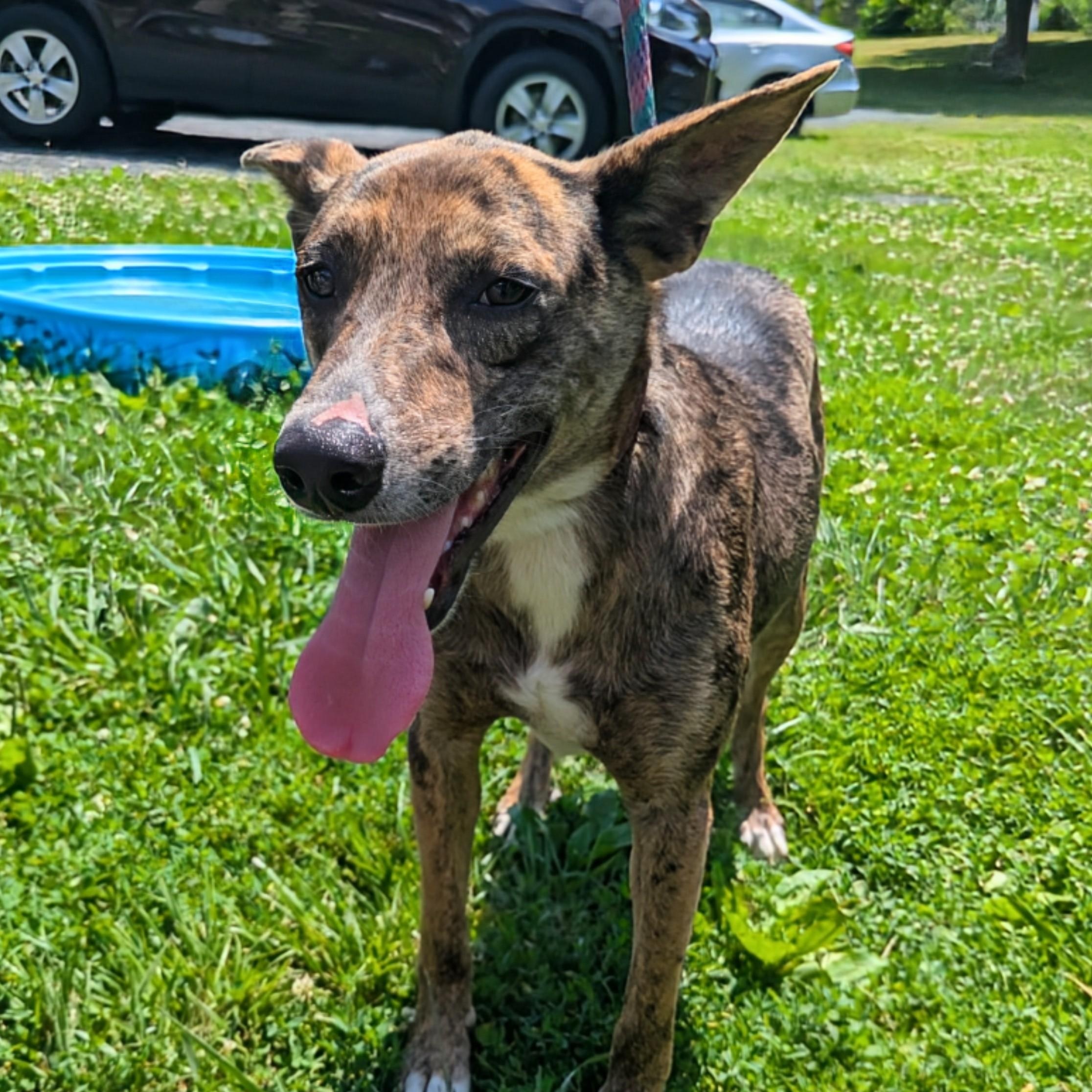 Yoda, Adoptable, Young Male Catahoula Leopard Dog.