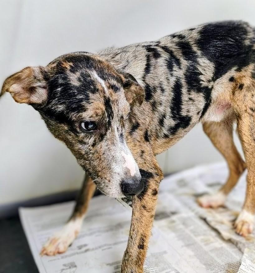 Enlarge Yoda, a Adoptable mixed breed in New Windsor, NY image 2/4