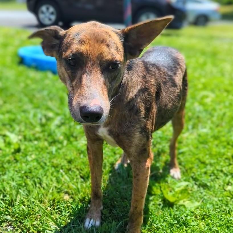 Enlarge Yoda, a Adoptable mixed breed in New Windsor, NY image 4/4
