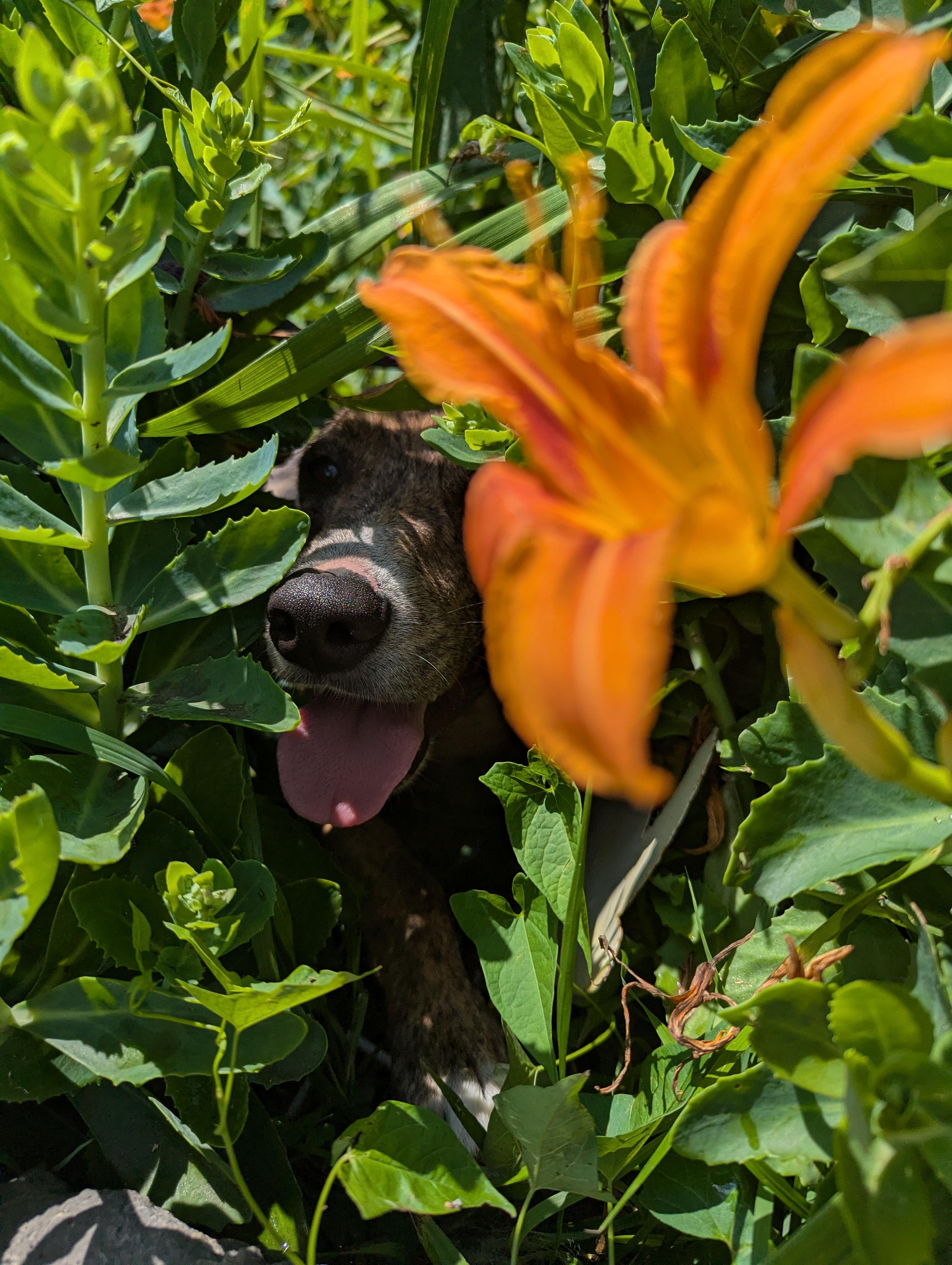Enlarge Yoda, a Adoptable mixed breed in New Windsor, NY image 3/4