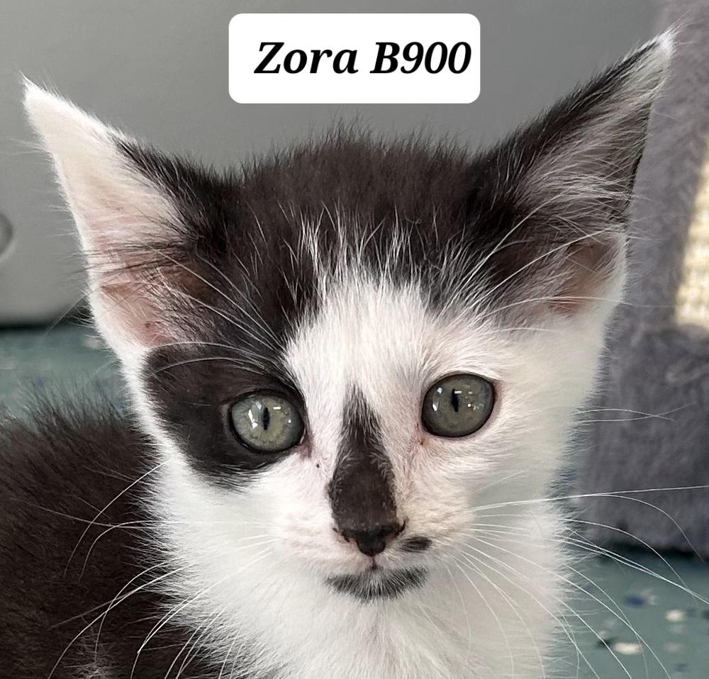Enlarge Zora, a ADOPTABLE Domestic Short Hair in Morganton, NC image 1/1