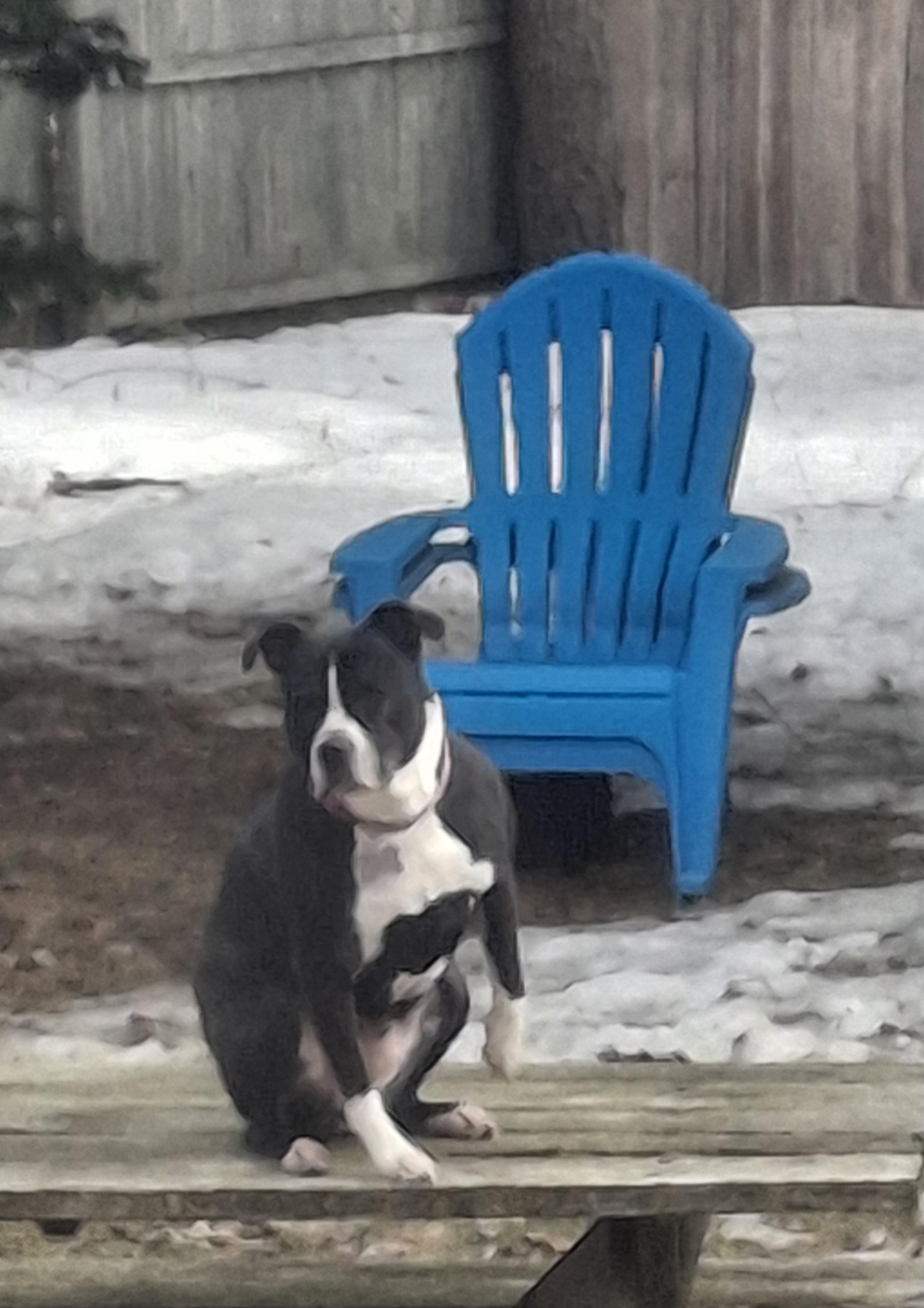 Enlarge DOTTIE , a Adoptable mixed breed in Broadalbin, NY image 5/5