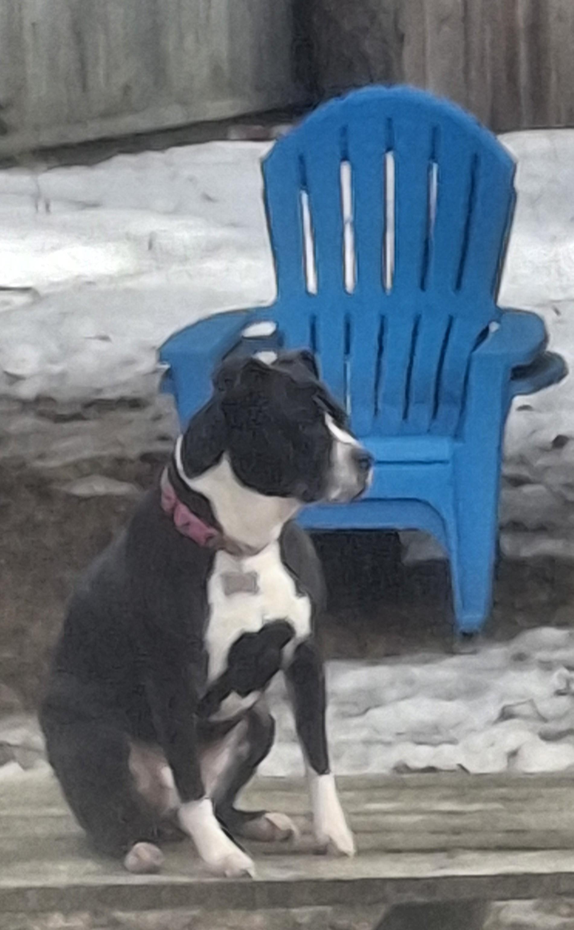 Enlarge DOTTIE , a Adoptable mixed breed in Broadalbin, NY image 4/5