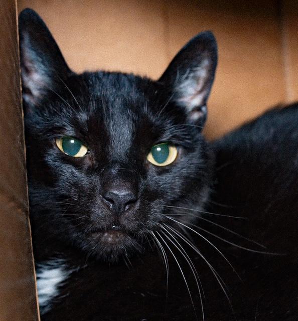 MAXI, Adoptable, Adult Male Domestic Short Hair.