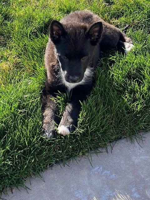 Hera, Adopted, Young Female Australian Cattle Dog / Blue Heeler & Australian Kelpie.