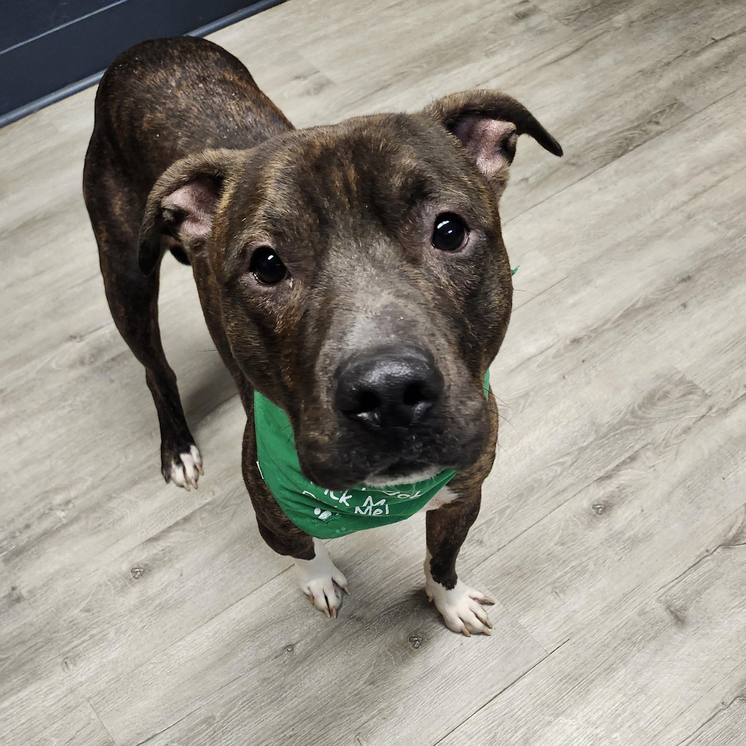 Prescott thumbnail 6