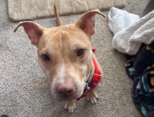 Enlarge Linus, a Adoptable mixed breed in O Fallon, IL image 2/6